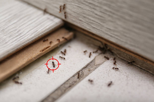 Clarkston Heights Vineland, WA Pest Control Company