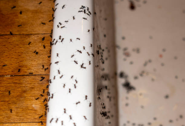 Best Pest Prevention Services  in Clarkston Heights Vineland, WA